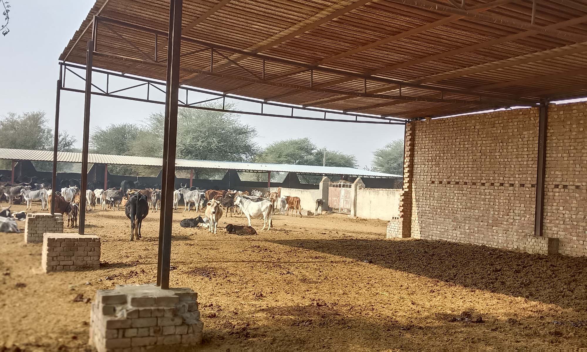 गौशाला में गायों को ठहरने के लिए निर्मित टीनशेड