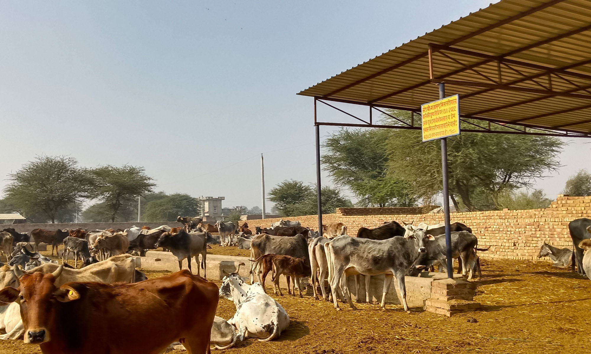 टीन शेड के आगे खड़ी गायें जो चरने के बाद विश्राम कर रही है