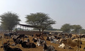 दोपहर के समय गायें गौशाला परिसर में विश्राम करती हुई 
