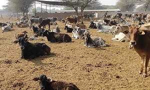 दोपहर के समय विश्राम करती हुई गायों का विहंगम दृश्य  